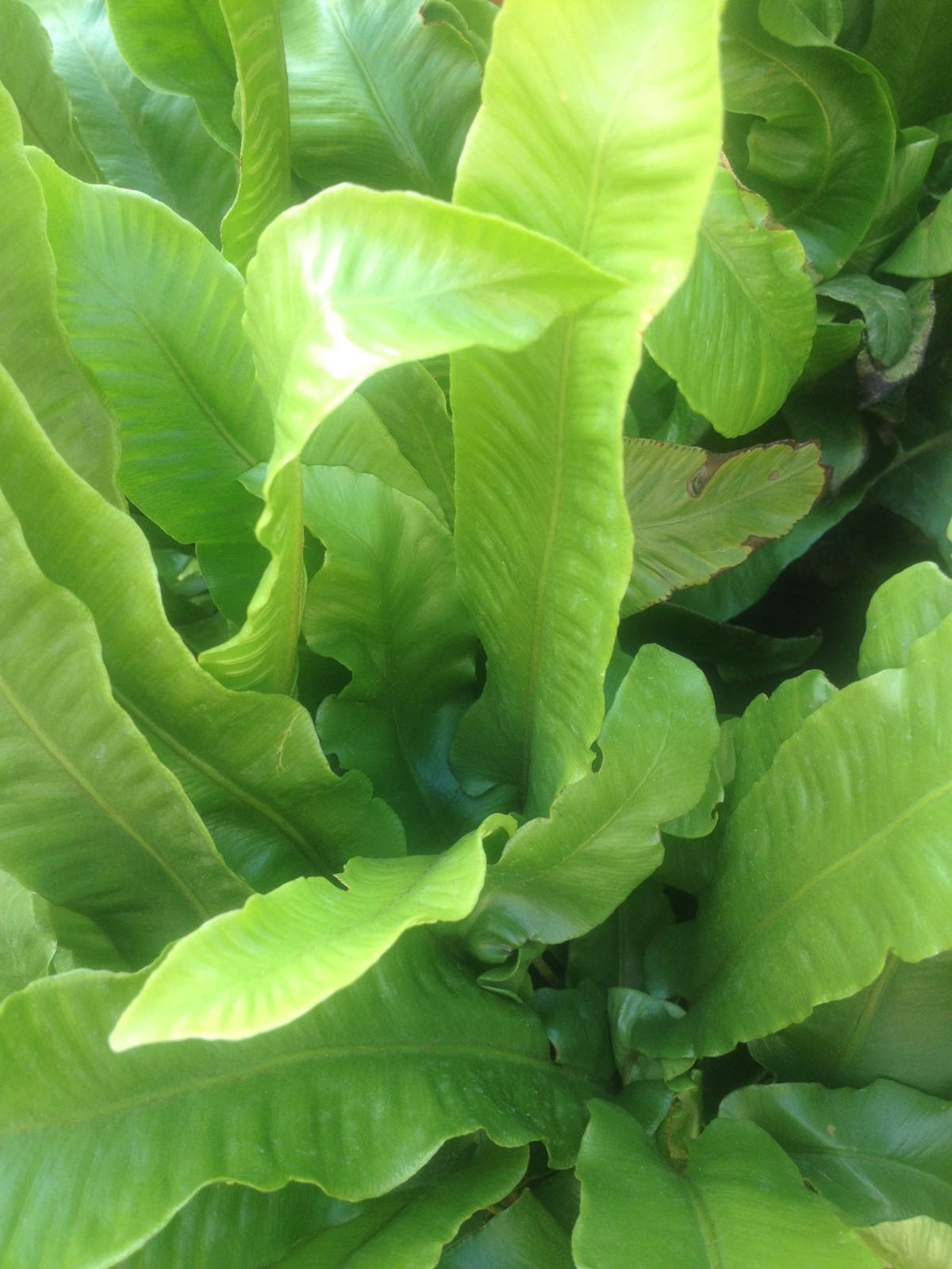 FELCE COLTIVAZIONE E VENDITA